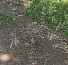 Turdus pilaris