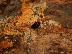 Scaphidium