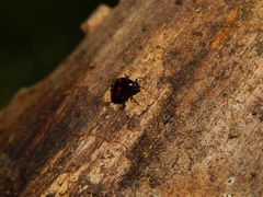 Scaphidium