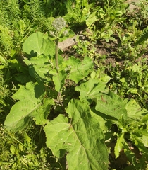 Arctium tomentosum