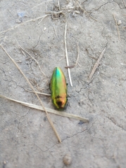 Eurythyrea micans