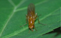 Psila fimetaria
