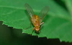Psila fimetaria