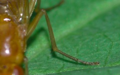 Psila fimetaria