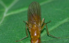 Psila fimetaria