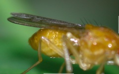 Psila fimetaria