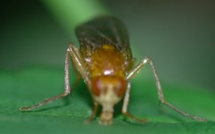 Psila fimetaria