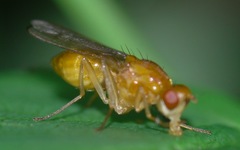 Psila fimetaria