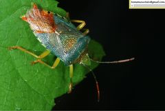 Acanthosoma denticaudum