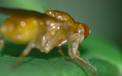 Psila fimetaria