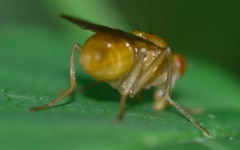 Psila fimetaria