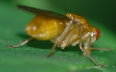 Psila fimetaria