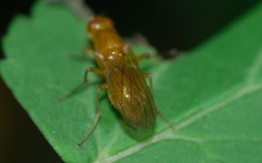 Psila fimetaria