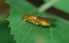 Psila fimetaria