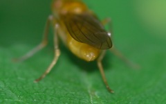 Psila fimetaria