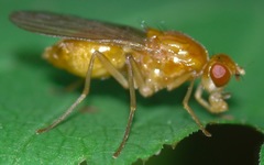 Psila fimetaria
