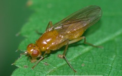 Psila fimetaria
