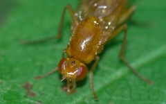 Psila fimetaria
