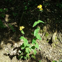 Hypericum montanum