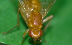 Psila fimetaria
