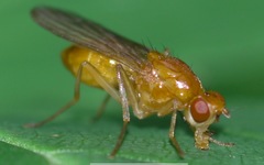 Psila fimetaria