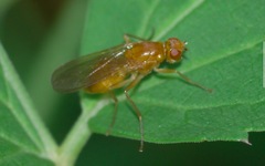 Psila fimetaria