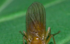 Psila fimetaria