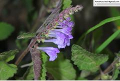 Scutellaria pekinensis