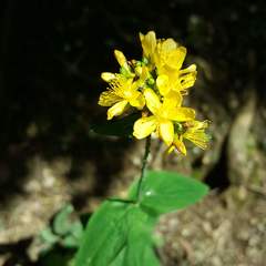 Hypericum montanum
