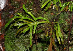 Notogrammitis billardierei