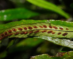 Notogrammitis billardierei