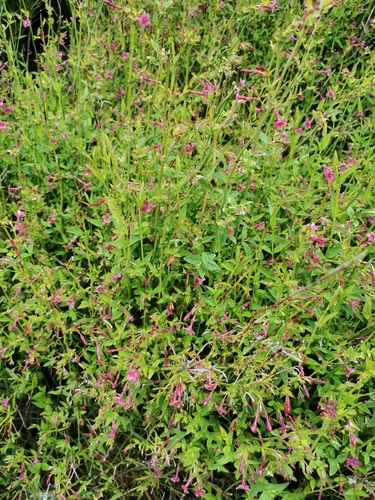 Image of Jasminum beesianum by no rights reserved