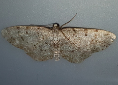 Aethalura intertexta