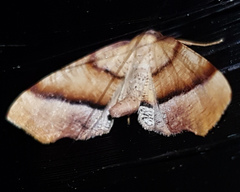 Plagodis phlogosaria