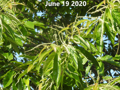 Castanea crenata
