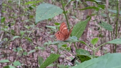 Abisara