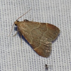Arta epicoenalis