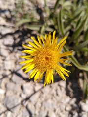 Pentanema montanum