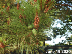 Pinus densiflora