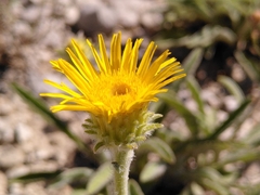 Pentanema montanum