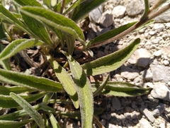 Pentanema montanum