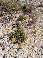 Pentanema montanum