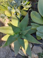 Aloe × schimperi