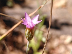 Xeranthemum cylindraceum