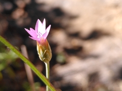 Xeranthemum cylindraceum