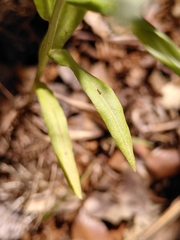 Xeranthemum cylindraceum