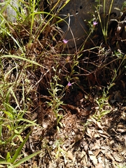 Xeranthemum cylindraceum