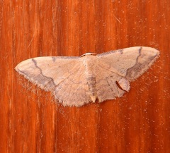 Idaea ostrinaria