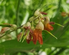 Lathyrus laevigatus
