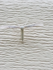 Hellinsia homodactylus